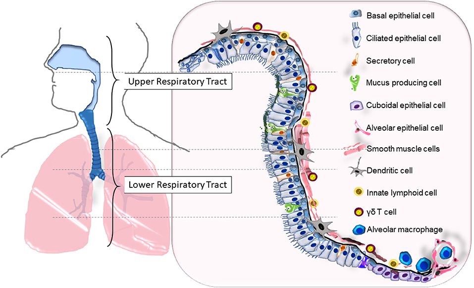 trachea histology diagram