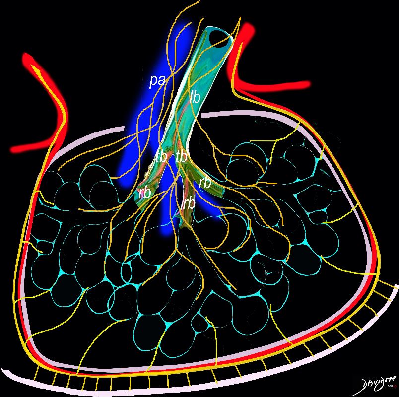 Diagrams Of Lymphatics And Lymph Nodes Lungs